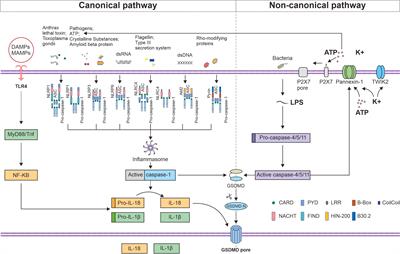 Inflammasome and pyroptosis in autoimmune liver diseases